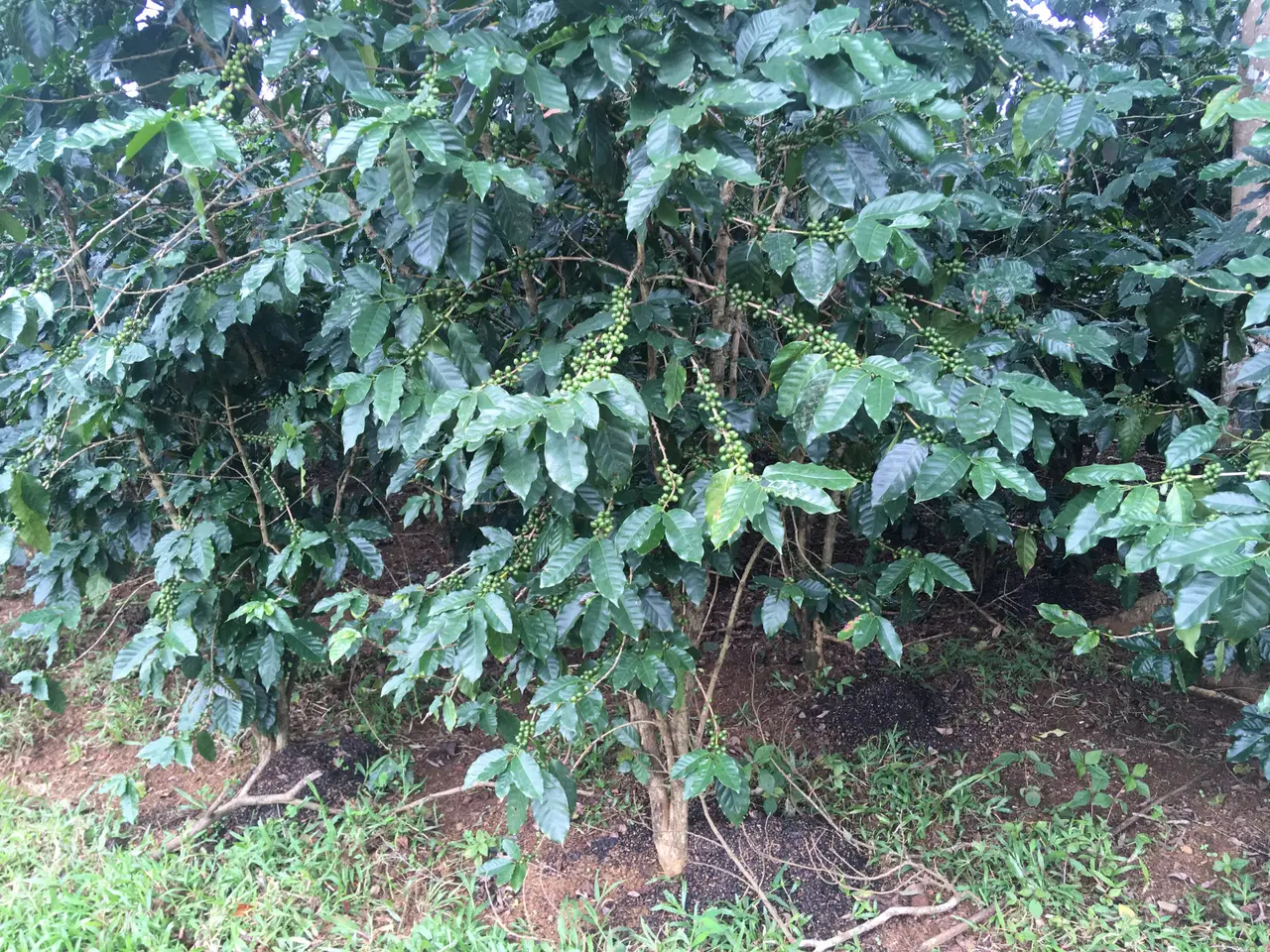 Dense green coffee bushes on a plantation on the Bolaven Plateau
