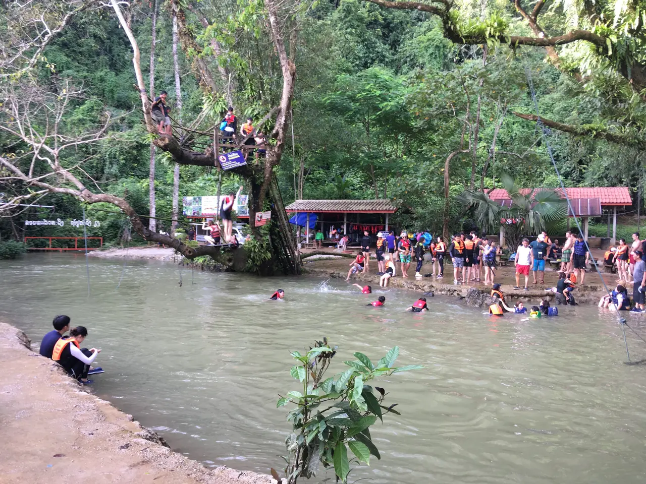 Visitors swimming in a green spring-fed pool under a large tree with a rope swing, with wooden stalls behind