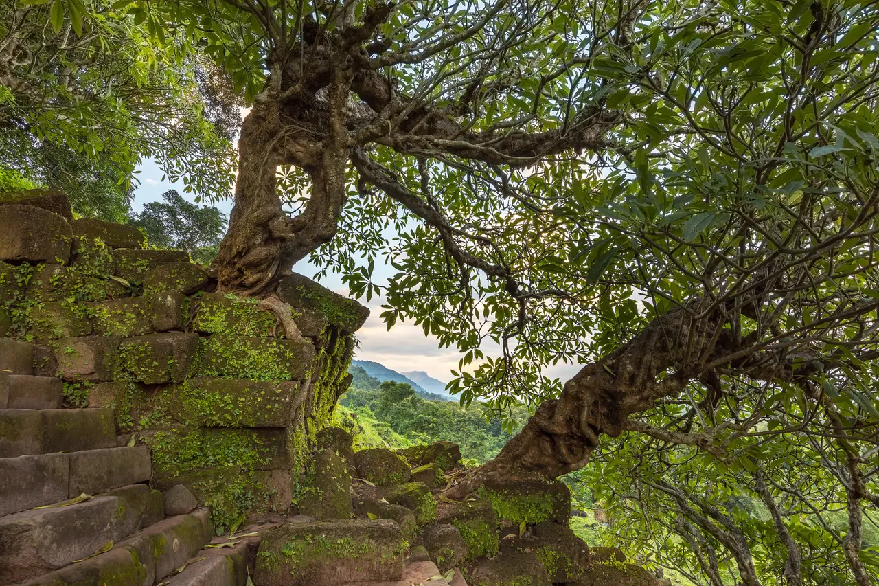 Twisted frangipani trunks leaning over the steep stone stairs of Vat Phou
